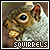 squirrel fansite button